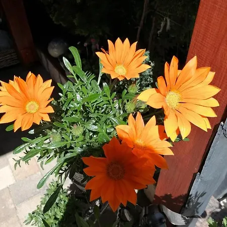 Usis_ferienwohnung Im Harz *